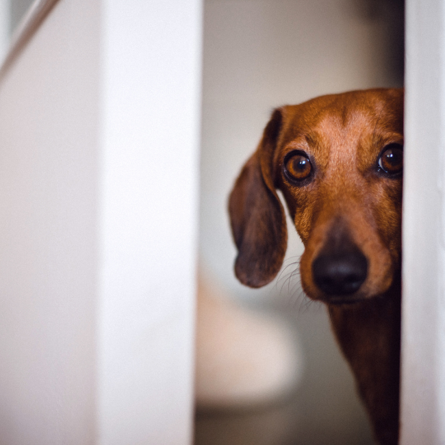 Ansiedad Canina: Guía Completa de los 10 Síntomas Más Comunes
