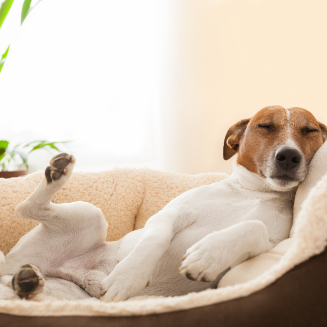 Cómo Elegir el Tamaño de Cama Ideal para tu Perro: Guía Completa