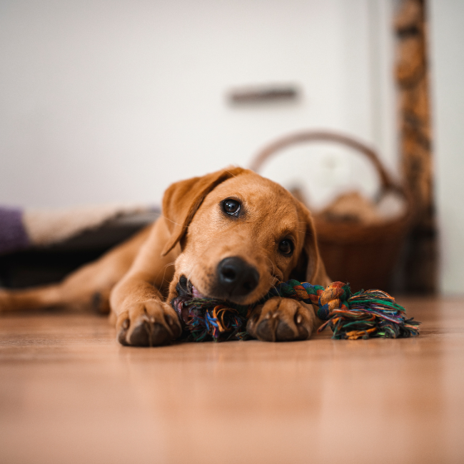 Juguetes para Perros que se Quedan Solos